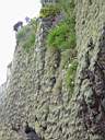 Bearded Cliffs.JPG