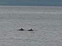 Dolphins 1.jpg