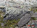 Lava rock.JPG