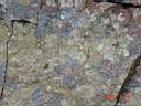 Map lichen 2.JPG