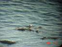 Otter 3.JPG