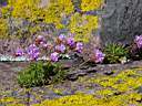 Thrift and Yellow lichen.JPG