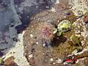 Sea Urchin in pool