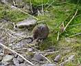 Vole 1.JPG