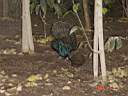 Zoo Birds.jpg