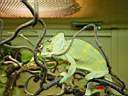 Zoo Chameleon.jpg