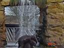Zoo Elephants 5.jpg