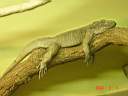 Zoo Lizard 1.JPG
