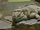 Zoo Lizard 2.JPG