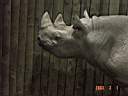 Zoo Rhino 2.JPG