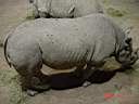 Zoo Rhino 4.JPG