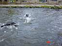 Zoo Sea Lions 1.JPG
