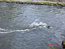 Zoo Sea Lions 2.JPG