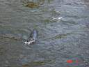 Zoo Sea Lions 3.JPG